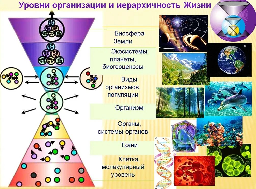 Универсология. Система жизни. Универсология картинки. Иерархичность организма.