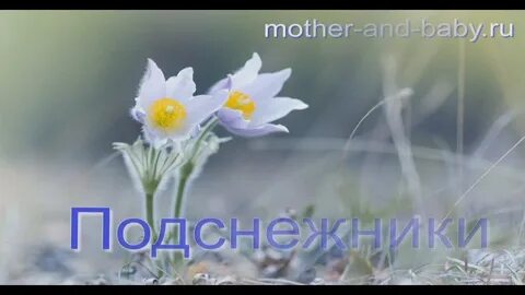 Подснежники под солнцем