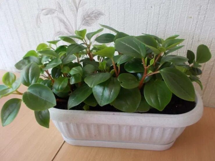 Clockwise from middle left: Peperomia prostrata (small trailing sp.), P. caperat