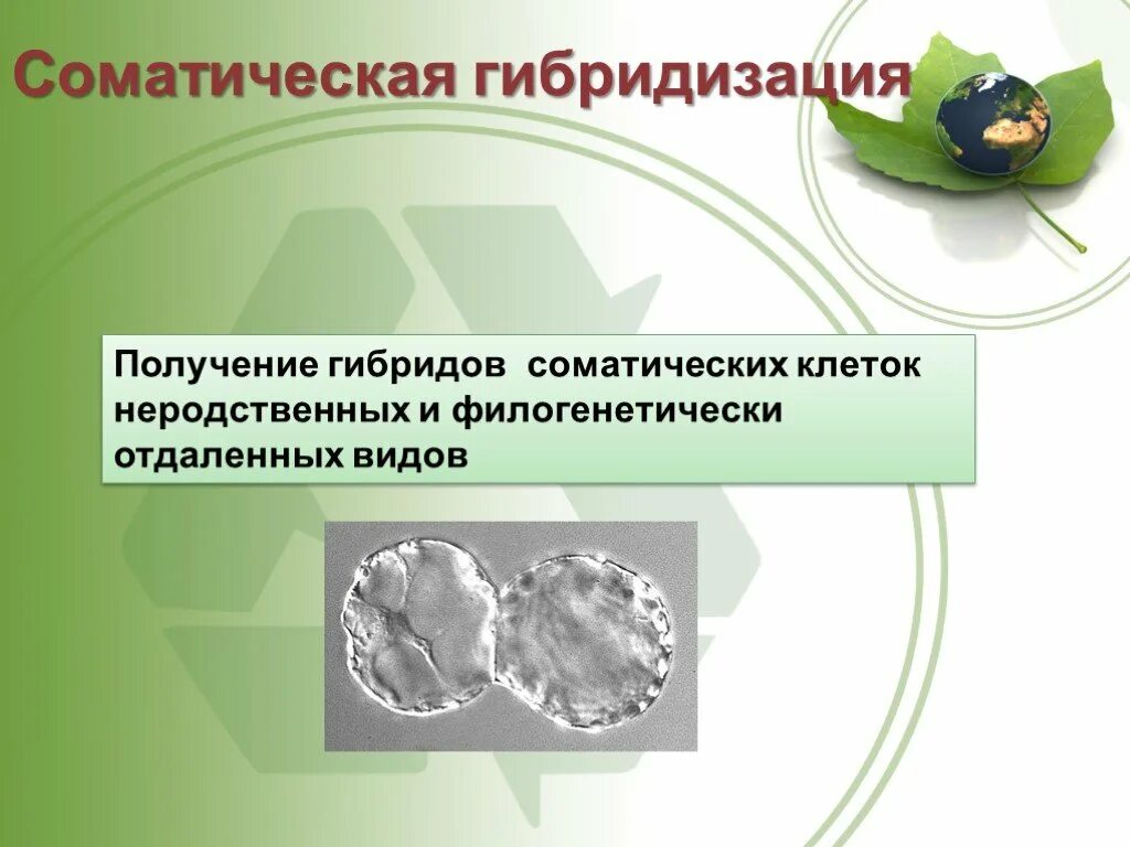 Метод соматической гибридизации используются. Гибридизация соматических клеток клеточная инженерия. соматическая гибридизация. метод гибридизации клеток. метод гибридизации соматических клеток.