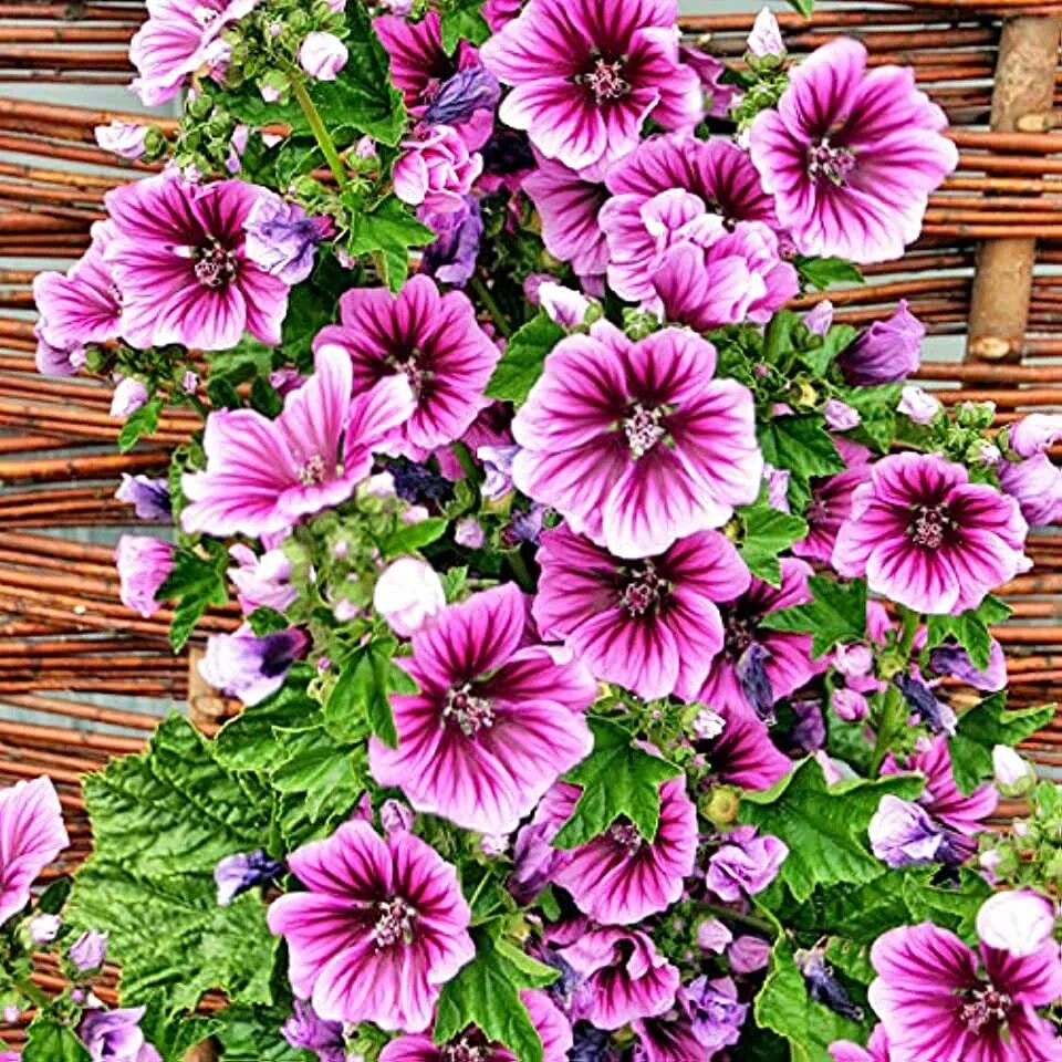 Мальва зебрина холлихок. Мальва зебрина лиловая зебра. Мальву зебрину. Мальва зебрина. Мальва зебрина.