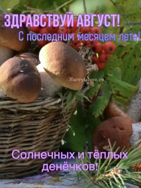 С последним летним месяцем. Поздравления с августом месяцем. открытка с августом месяцем. 1 августа прикольные. последний месяц лета.
