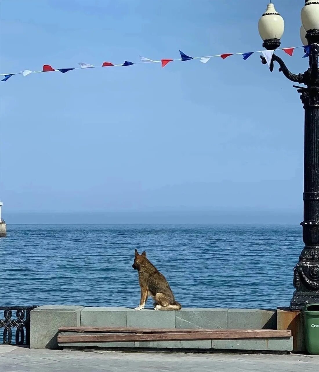 Город где снимали пса. Крымский Хатико Мухтар. Мухтар Ялта. Мухтар набеое Ялта набережная. Собака на набережной Ялты.