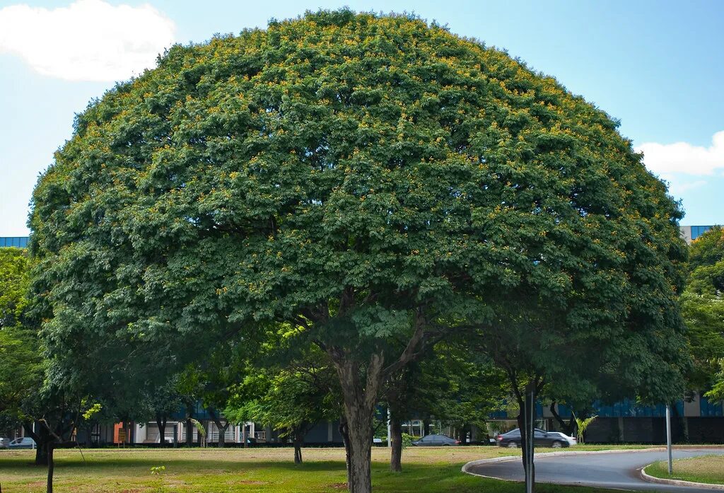 Деревья в южной америке названия. Пау Бразил дерево. Платан дерево. Платан Южный дерево. Бразильское дерево Цезальпиния.