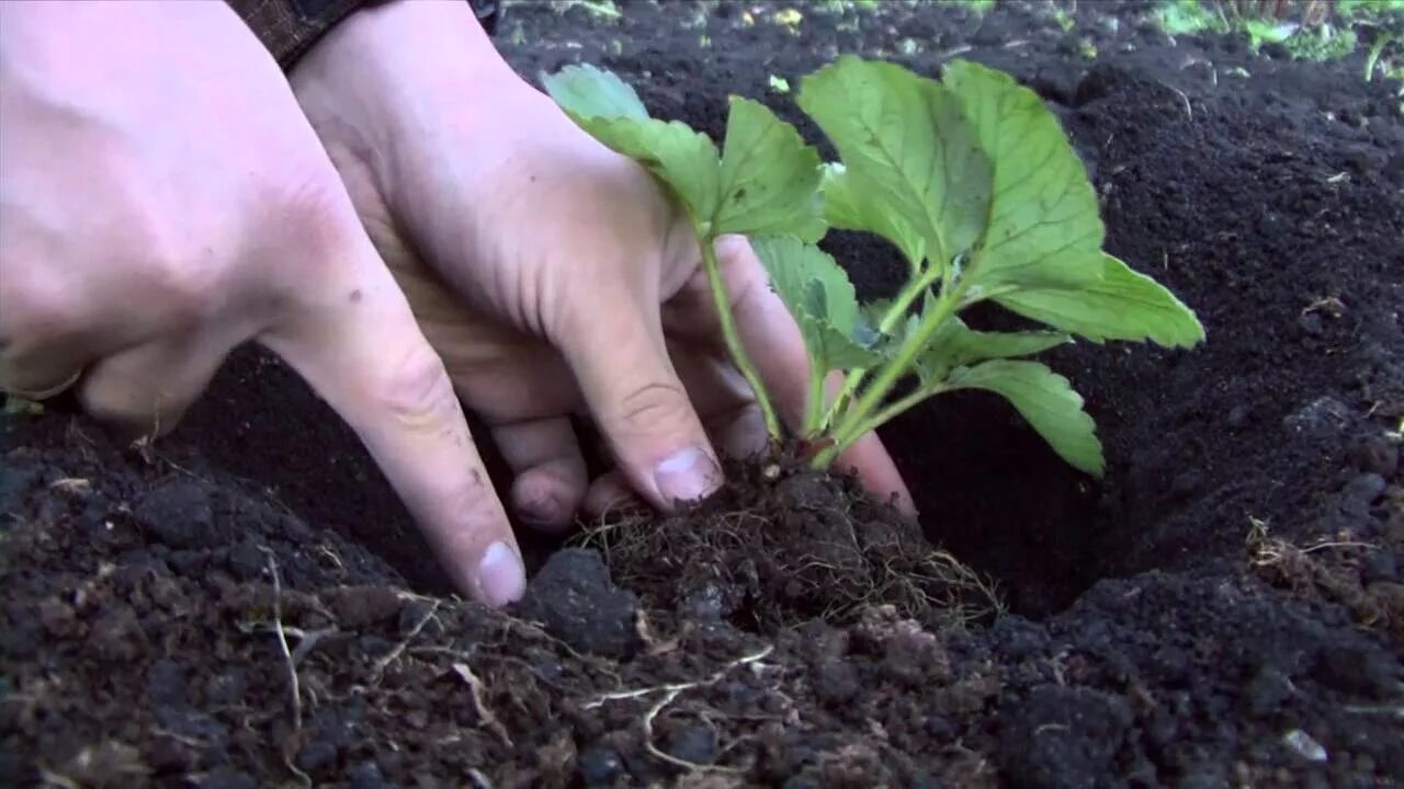 Когда весной можно высаживать клубнику. Высаживание в грунт рассаду клубники. Посадка земляники весной в открытый грунт. Высаживание рассады клубники в открытый грунт весной. Рассада клубники в грунте.