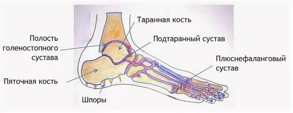 Суставы стопы ног. Подтаранный сустав и таранно-пяточный сустав. подтаранный сустав анатомия строение. голеностопный сустав подтаранный сустав. связки подтаранного сустава анатомия.