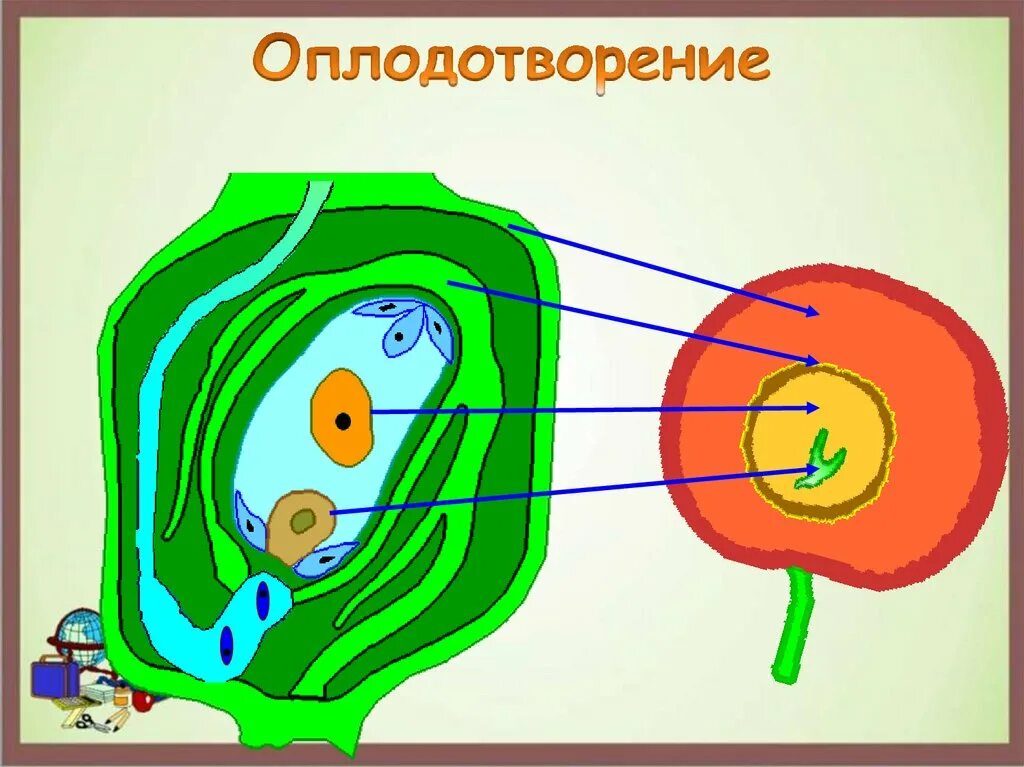 Двойное плодотворное 6 класс биология. Оплодотворение у цветковых растений. Схема двойного оплодотворения у цветковых растений. Оплодотворение цветкового растения.