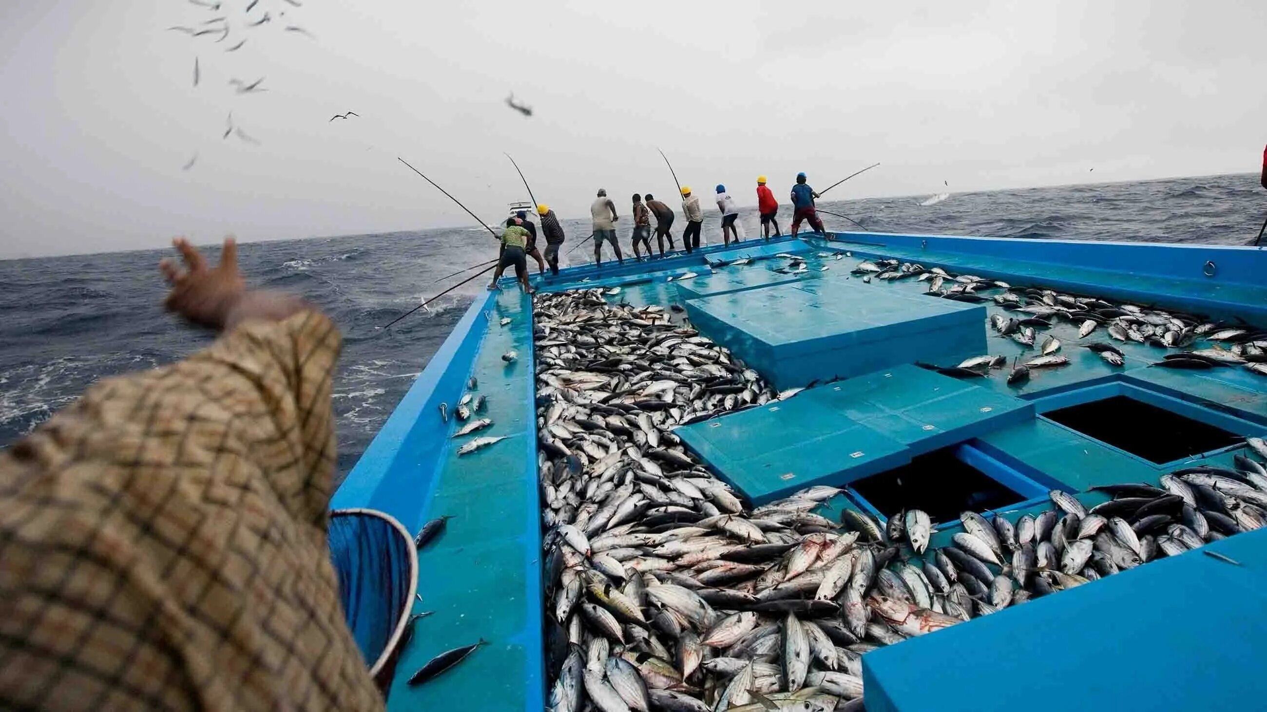 Рыболовство. Промысел рыбы. Морской промысел. Рыболовство в индийском океане.