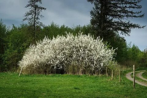 Куст это