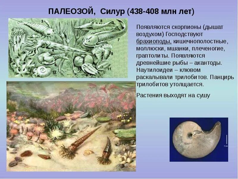 Девонский период палеозойской эры. Живые организмы в палеозойской эре. Палеозойская эра трилобиты. Какие организмы существовали в палеозойскую эру моллюски. Бесчелюстные позвоночные ордовик.