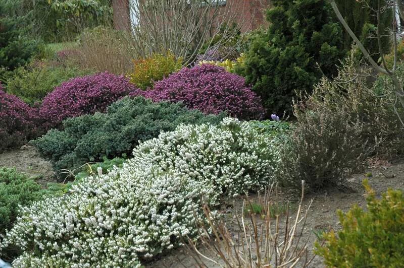 Цветок-чудо! Ароматная пена цветов по ноябрь GardenLife Дзен