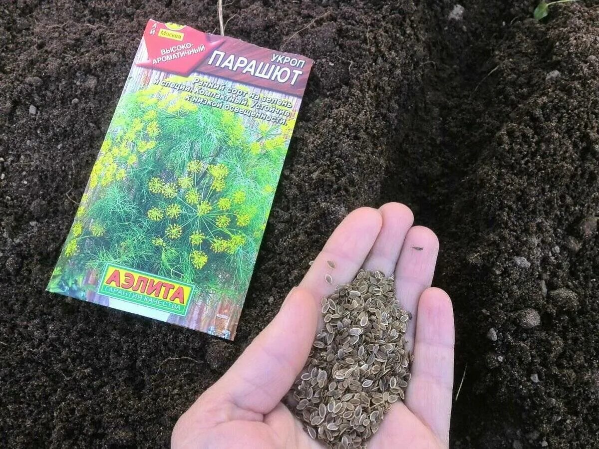 Как посадить укроп в открытый грунт семенами. Семена укропа для посадки. посев укропа. семена укропа посев. укроп в открытый грунт.