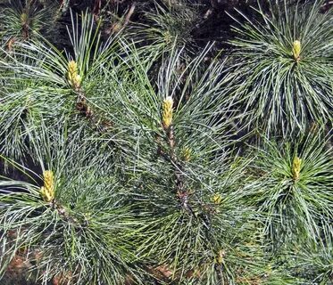Сосны с длинными иголками название и фото