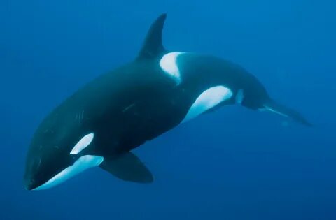 Partner whale