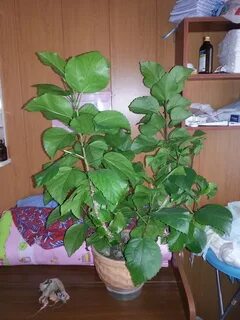 Можно обрезать китайскую розу
