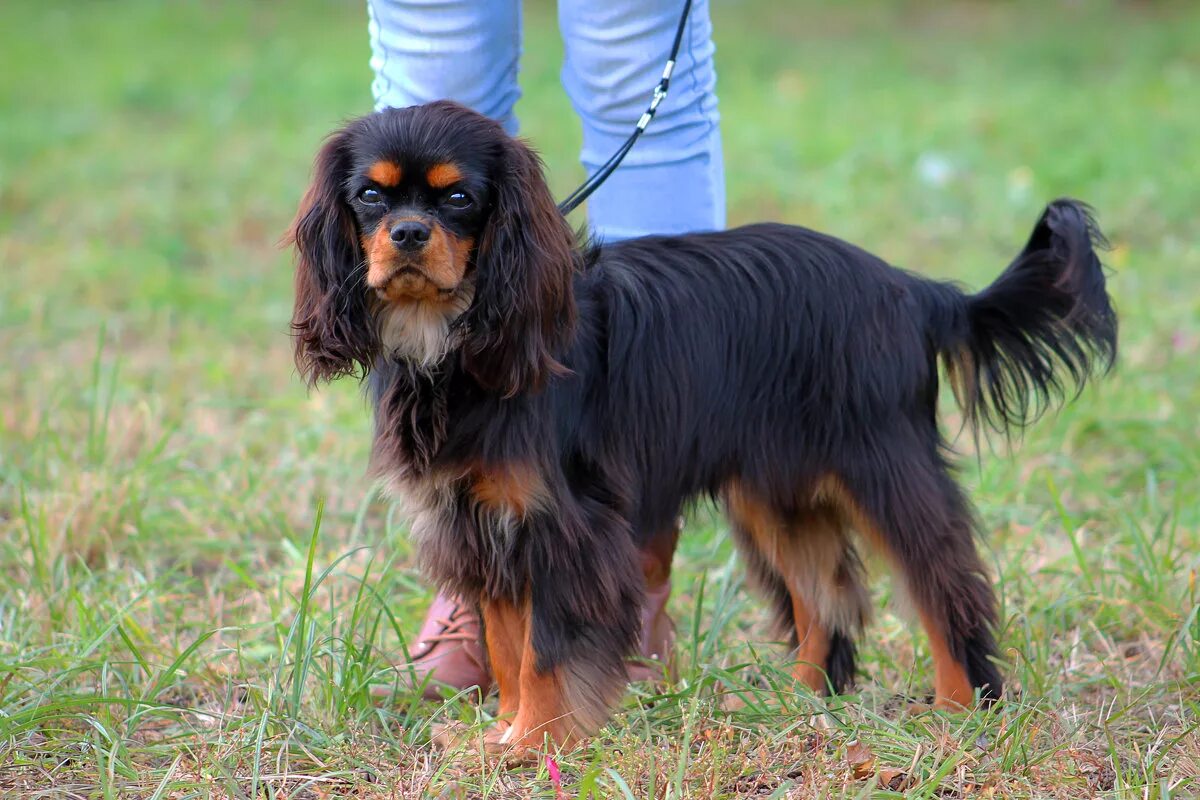 Кавалер кинг чарльз спаниель подпалый. Кавалер кинг чарльз спаниель подпалый. Кинг чарльз спаниель черный подпалый. Спаниель кавалер черно подпалый кинг. Кинг чарльз спаниель черно-подпалый.