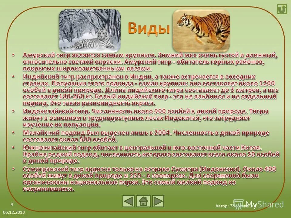 Амурский тигр численность 2022 в мире. Рост популяции амурского тигра. Амурский тигр численность. Амурский тигр количество. Амурский тигр ареал обитания.