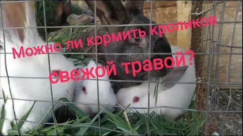 Можно ли кролику сырую