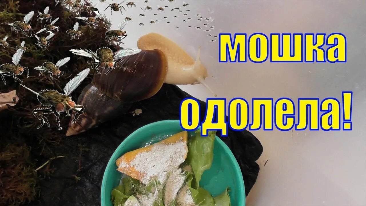 Сциариды мошки. Яйца улитки ахатины. Улитка ахатина откладывает яйца. Насекомые на подоконнике. Ногохвостки подуры.