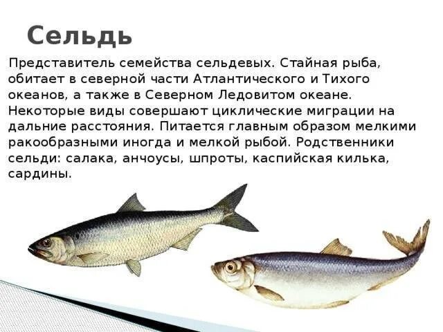 Где обитает селедка