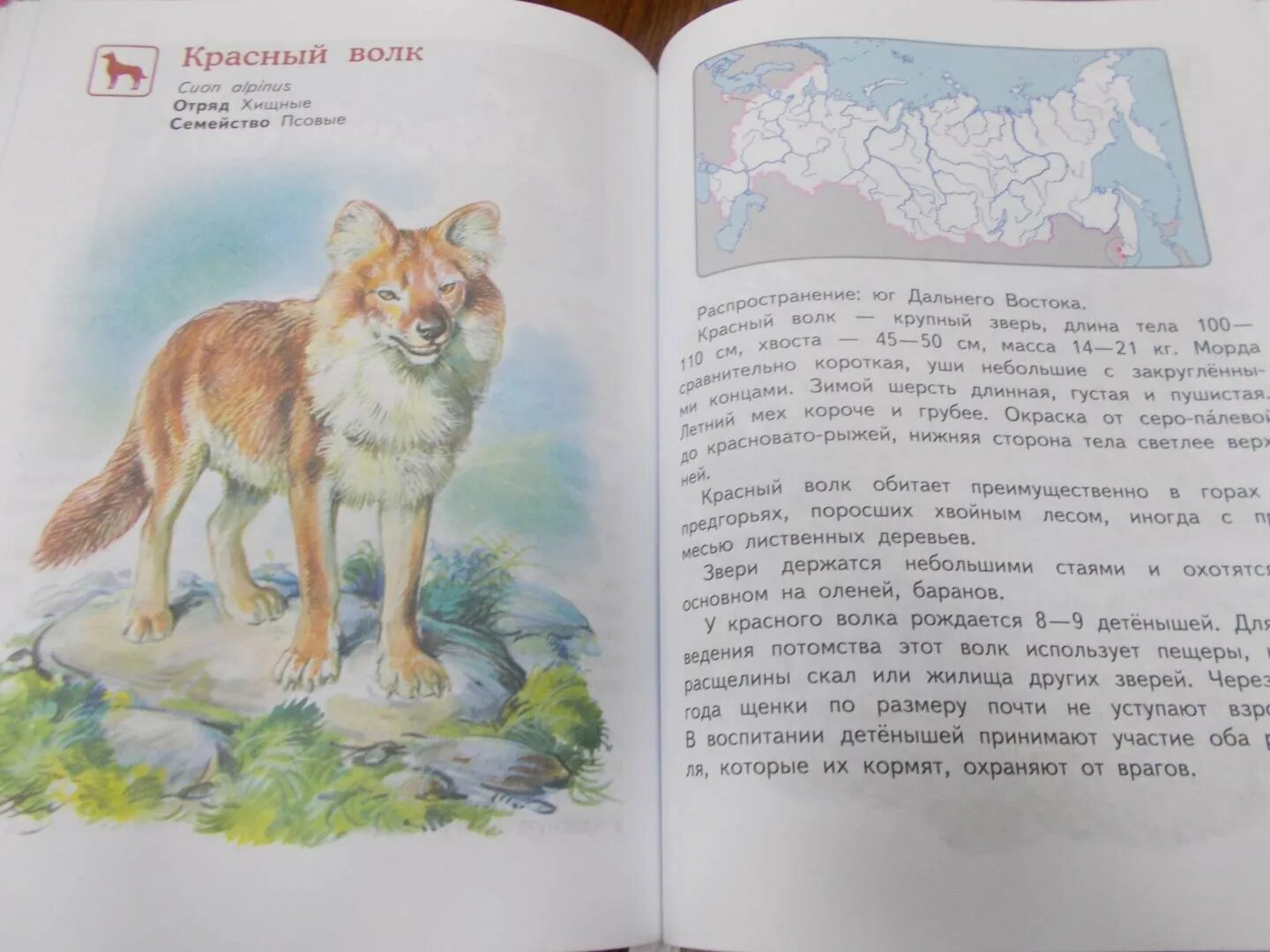 Бурый волк