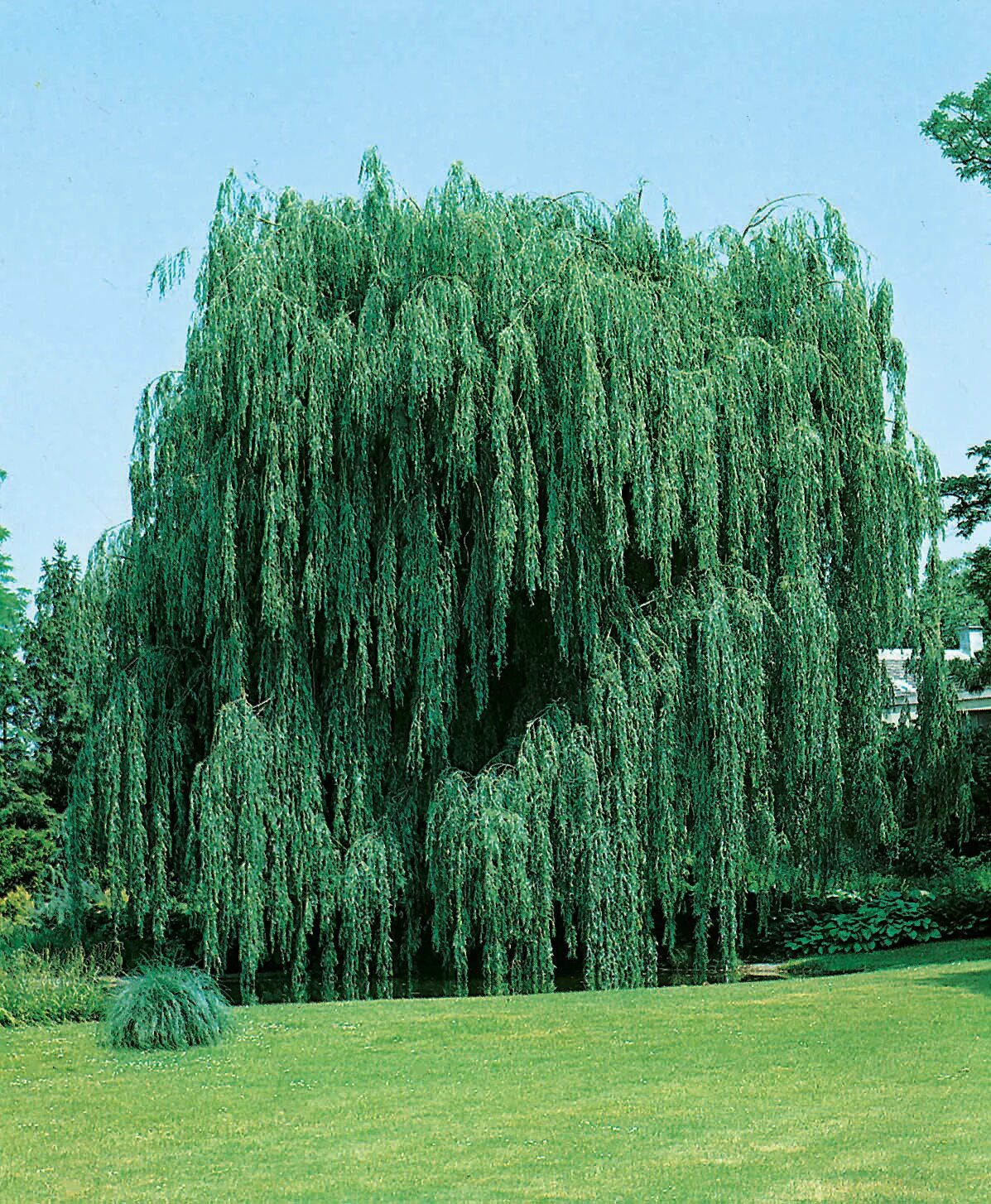 Ива белая tristis. Salix Alba Ива плакучая. Ива белая (Salix Alba). Ива белая Пендула. Выросла ива