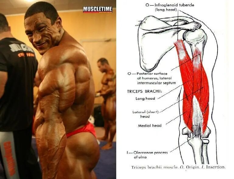 Строение бицепса темный фон. Длинная головка трицепса. Медиальная головка трицепса. Лучшие упражнения на латеральную головку трицепса. Латеральная и медиальная головки трицепса.