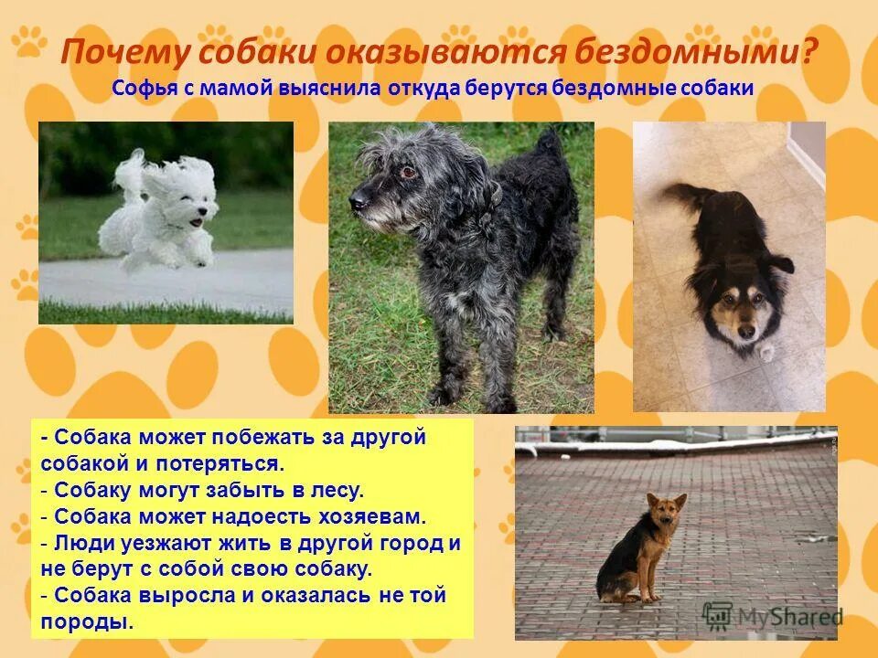 почему собака живет