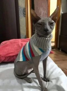 Отдам сфинкса в добрые