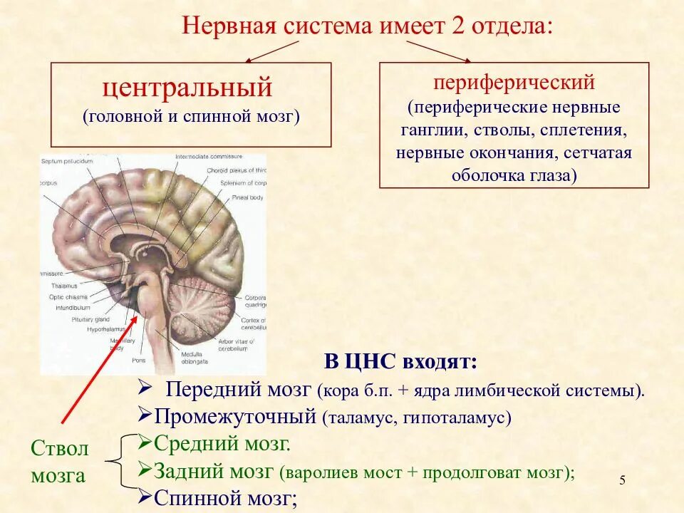 Бульварный отдел головного мозга. Периферический отдел мозга. Периферический отдел мозга функции. Периферическая нервная система продолговатый мозг ствол мозга. Правильная последовательность расположения отделов ствола головного мозга