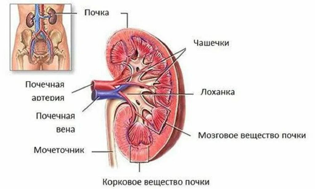 Паренхима почки что это. Почки анатомия человека. Схема почки человека. Внутреннее строение почки человека.