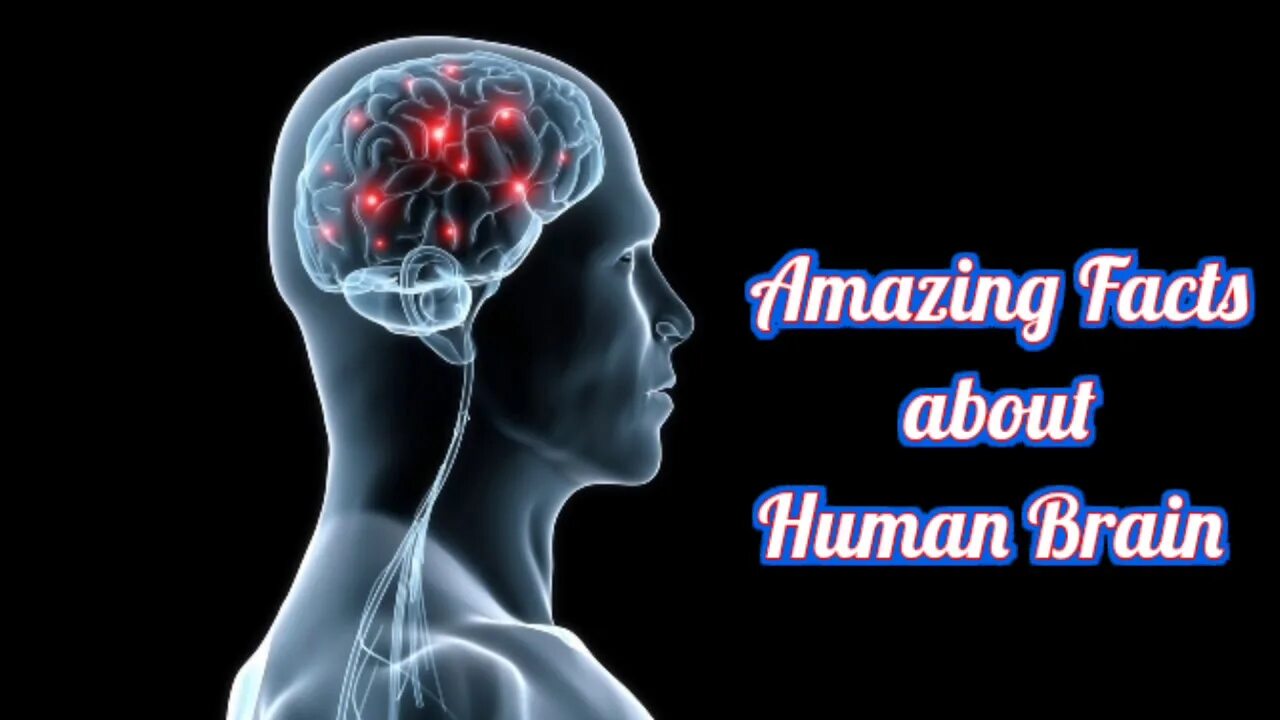 The brains video