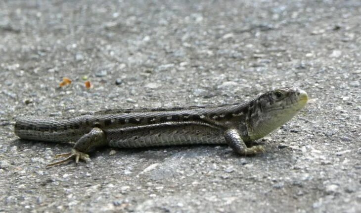 Ящерица отбрасывает хвост. Регенерация прыткой ящерицы. Как ящерица отбрасывает. Ящерица хвост откидывает. Прыткая ящерица без хвоста.