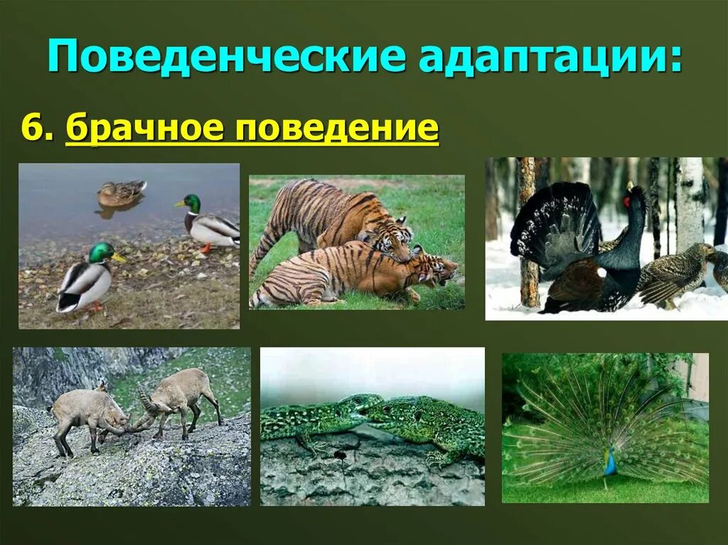 Поведенческие адаптации примеры животных. Поведенческие адаптации. поведенческая адаптация млекопитающих. поведенческие адаптации птиц. поведенческие адаптации примеры.