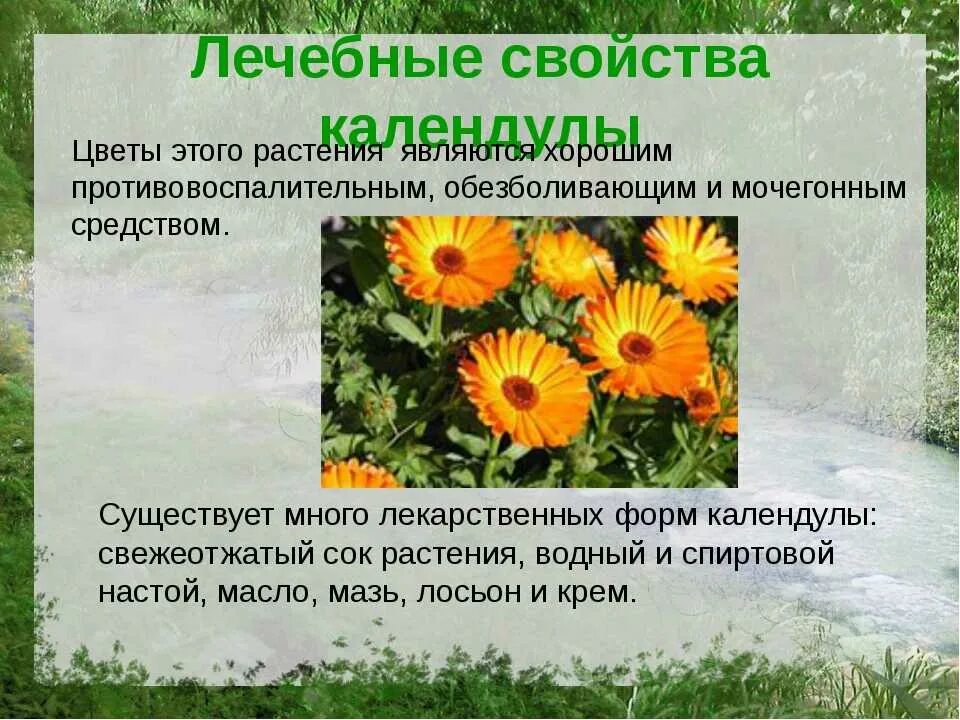 Календула лекарственная применение и противопоказания. Лекарственные растения календула. характеристика календулы лекарственной. календула лекарственные свойства. календула о растении для детей.
