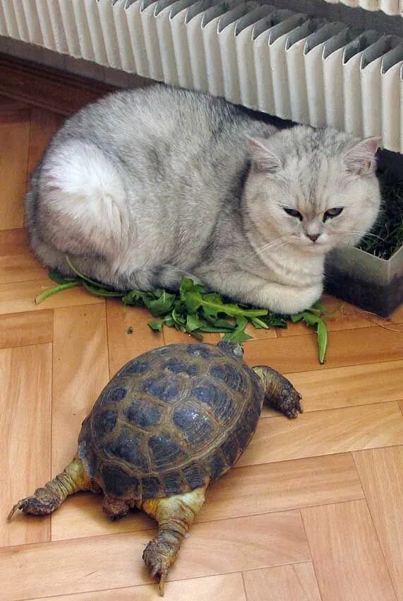 Кот и черепаха. Кошка черепаха. черепахи и коты. котенок и черепаха.