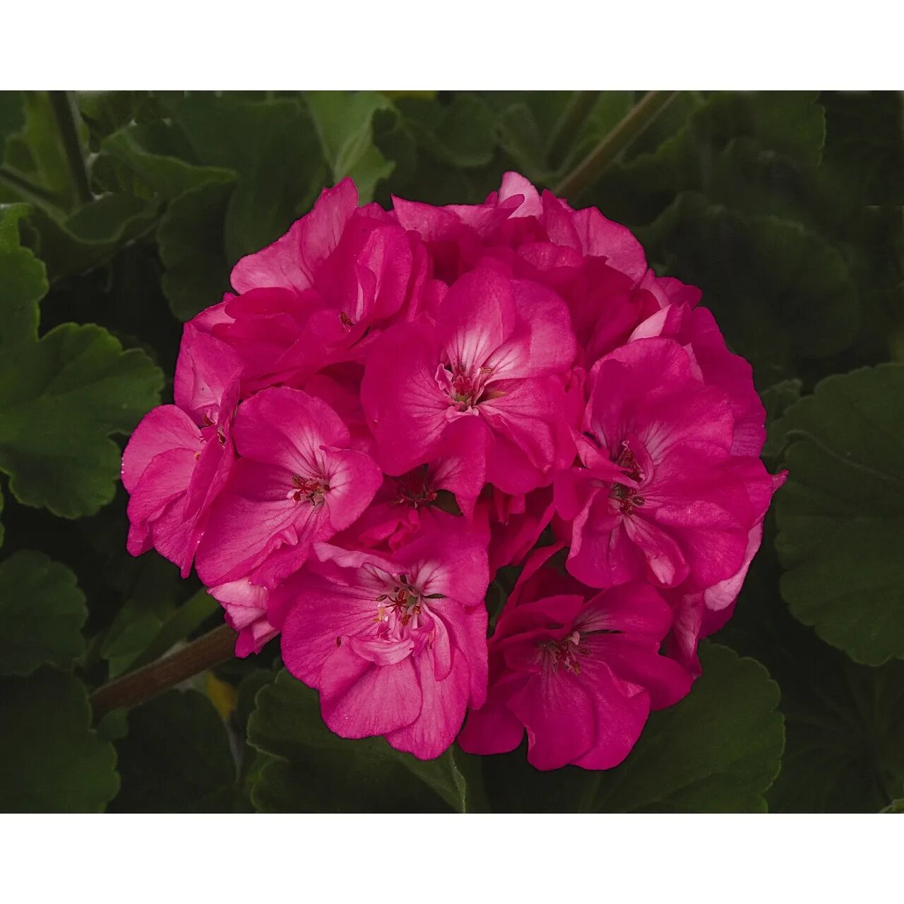 Zonal Pelargonium "Bold Moonlight" Plants Moonlight, Flowers, Plants