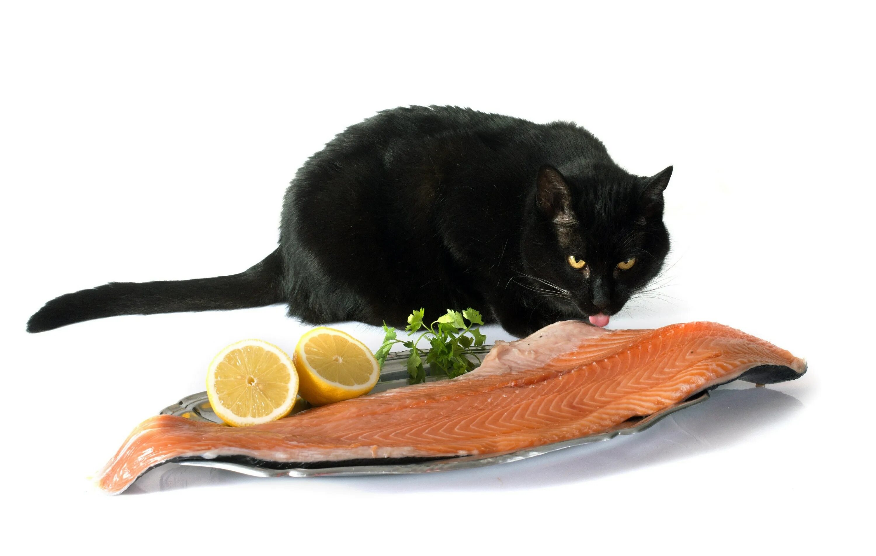 Едят ли коты рыбу. Кот с рыбой. кошка ест рыбу. рыба еда для кошек. черный кот с рыбой.