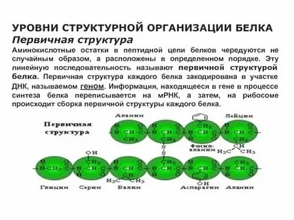 Первичный уровень белка