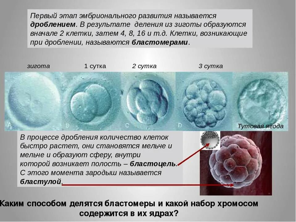 Сколько длится эмбриональный период в сутках. Эмбриональный период развития 9 класс. этапы эмбрионального развития. ранние стадии эмбрионального развития. вид деления клеток при дроблении зиготы.