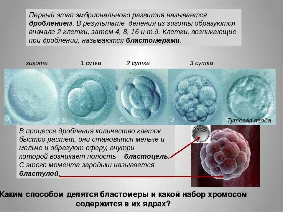 Этапы эмбрионального развития. Периоды развития эмбриона. Эмбриональное развитие. Вид деления клеток при дроблении зиготы.