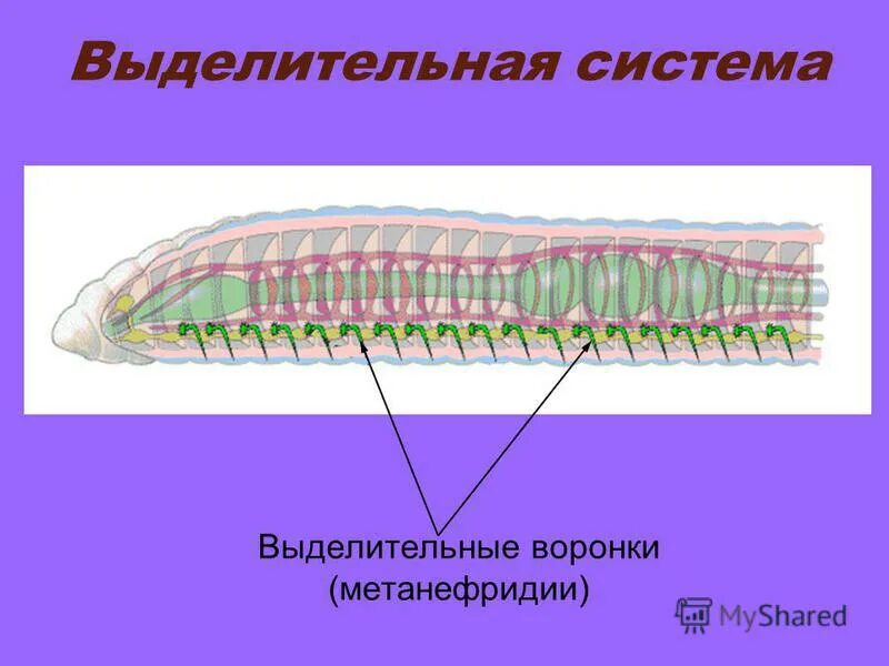 выделительная система метанефридии. метанефридии открываются ресничной воронкой в перикард. , хема строения метанефрилия. метанефридии кольчатых червей. тип выделительной системы кольчатых червей.