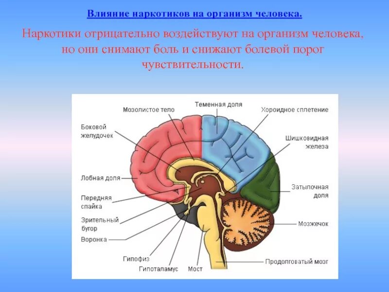 От головного мозга к рабочим органам. Влияние наркотиков на организм. Влияние наркотиков на организм чело. Наркотики.влияние наркотиков на организм человека. Наркомания влияние наркотиков на организм.