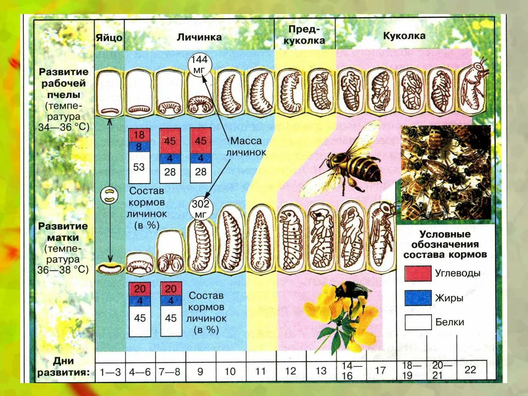 Сколько живет рабочая пчела. Жизненный цикл матки пчелы. Цикл развития матки пчелы. Фазы развития пчелиной матки. Стадия цикла развития пчелы.
