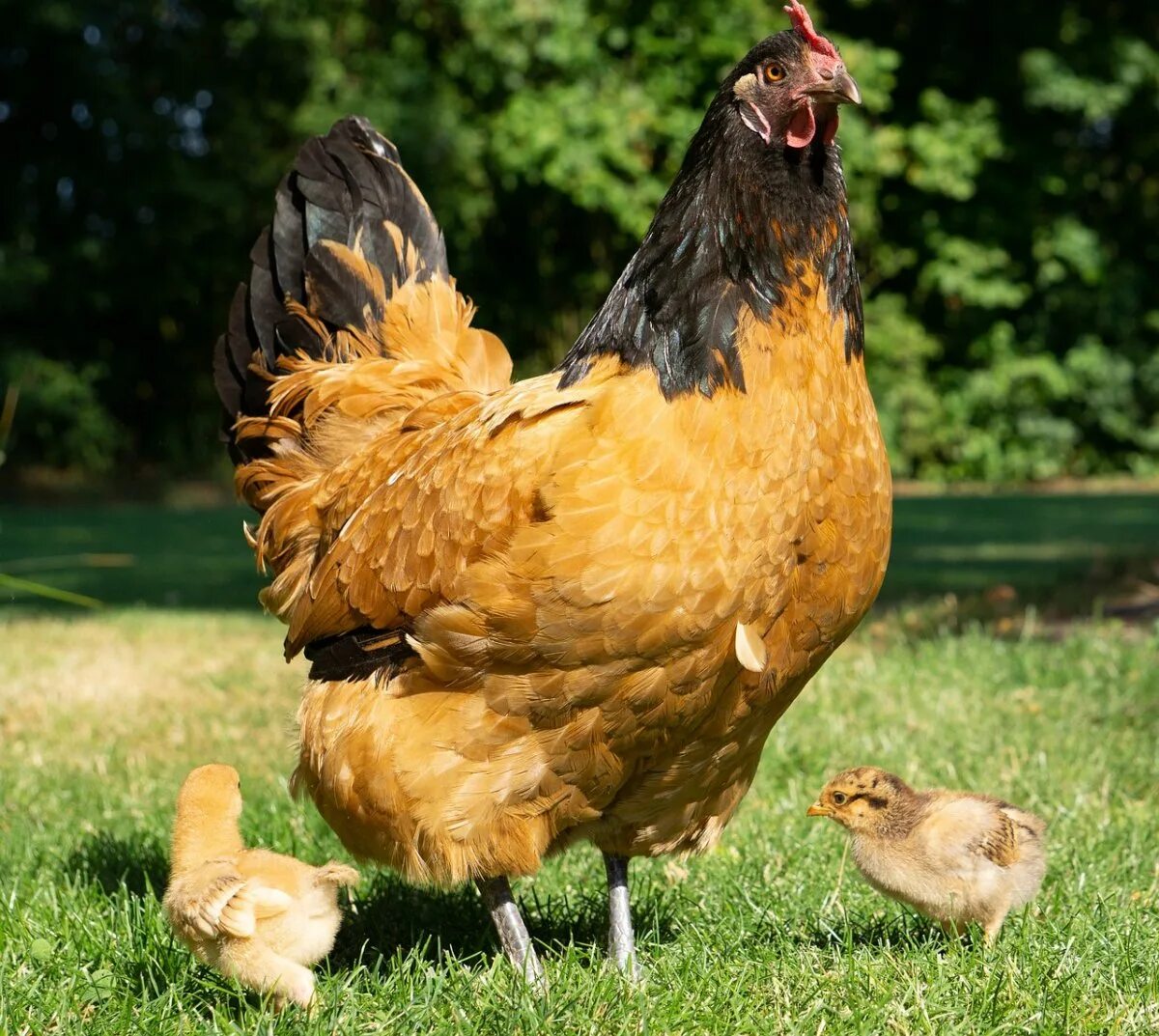 San hen. Нью Гемпшир куры. Петух Орпингтон. Орпингтон желтый. Шведский Блюмен куры.