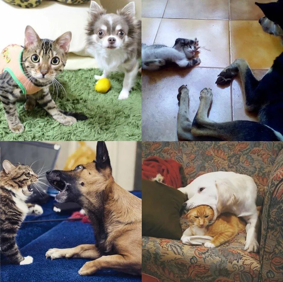 Скрещивание кота и кошки. Скрещивание кота и кошки. Кошка свинья. Смесь кошки и собаки. Собака скрещенная с кошкой.