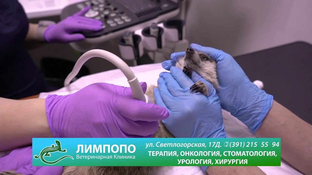 Ветклиника иглино