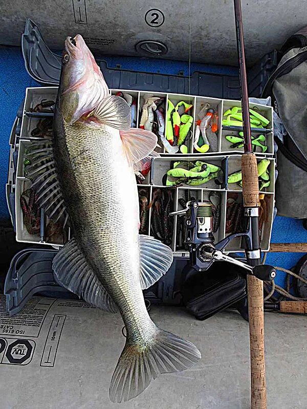 Судак на джиг. Снасть на судака. Рыбалка на судака. Зимняя рыбалка на судака. Берш рыба.