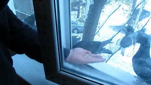 Во сне голубь на окне