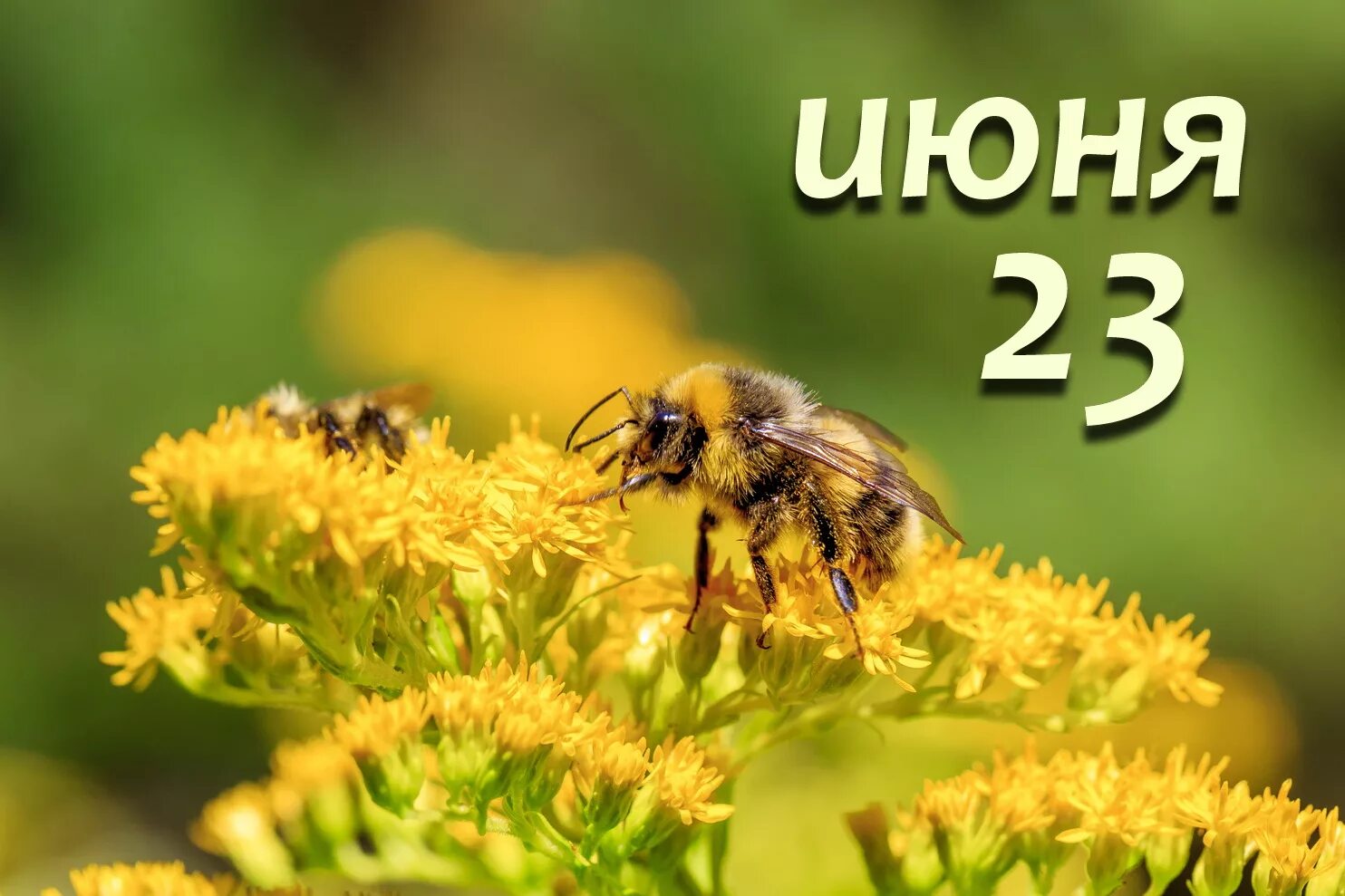 18 июня 23. 23 Июня. 23 Июня народный календарь. Календарь июнь 23. Открытки день без обид 23 июня.